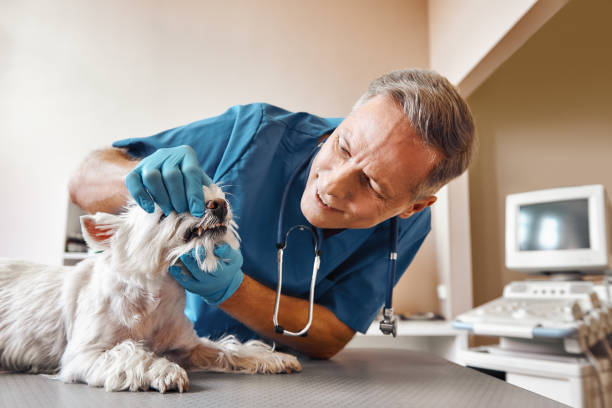Best Emergency Gum Treatment in South Monrovia Island, CA